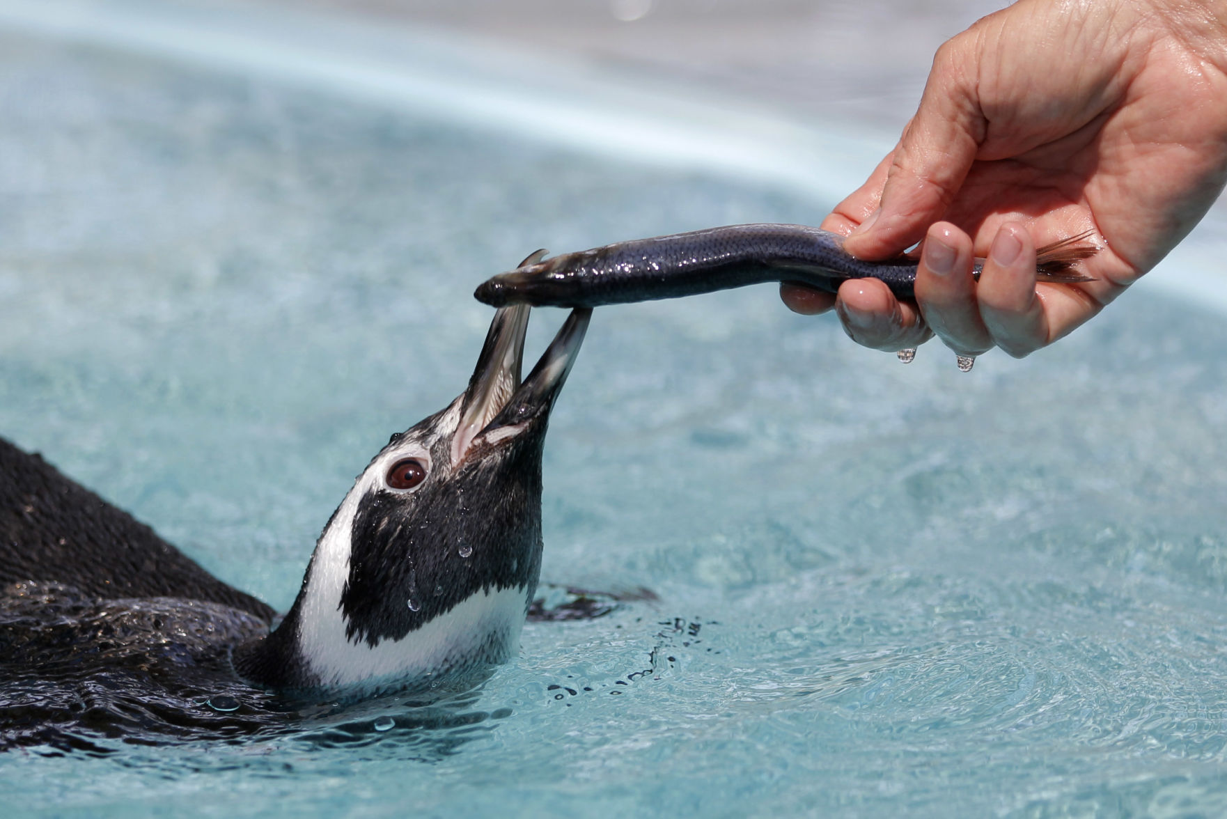 Rescued penguin